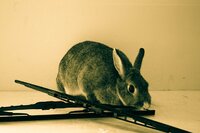 Achille Flore Autoricambi mascotte