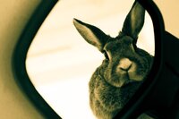 Achille Flore Autoricambi mascotte