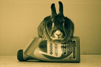 Achille Flore Autoricambi mascotte