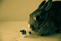 Achille Flore Autoricambi mascotte